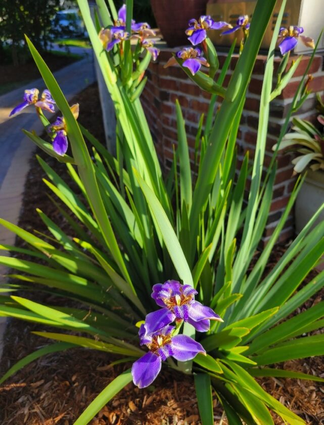 Walking Iris (Neomarica caerulea) - Ladybird Nursery