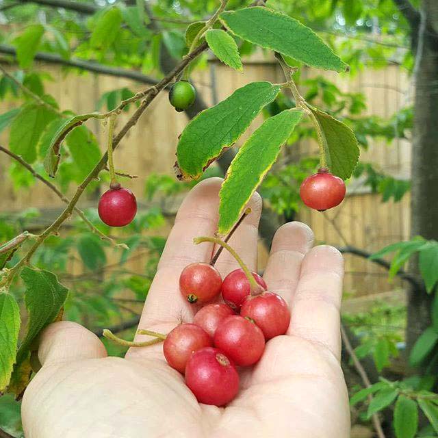 Ice Cream (Panama) Berry - Ladybird Nursery