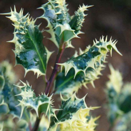 Hedgehog Holly Ferox Argentea (Ilex aquifolium) - Ladybird Nursery