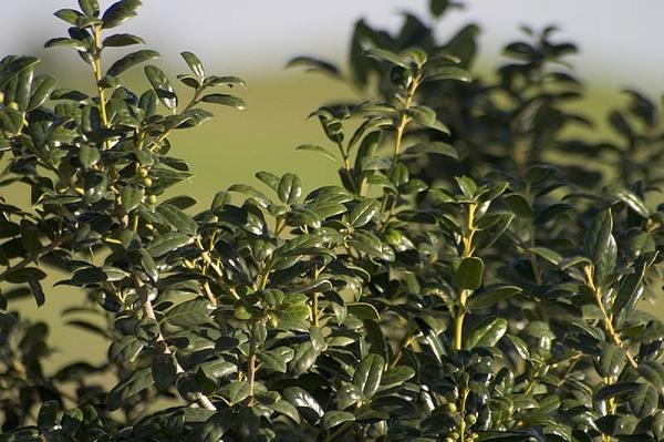 Chinese Holly Burfordii (Ilex cornuta) - Ladybird Nursery