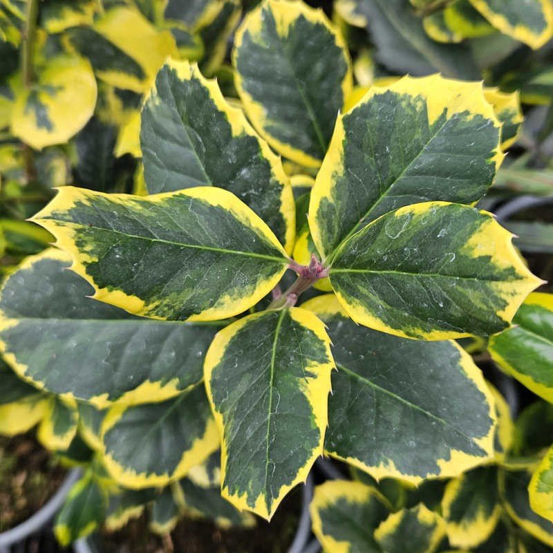 Holly altaclerensis Golden King (Ilex x) - Ladybird Nursery