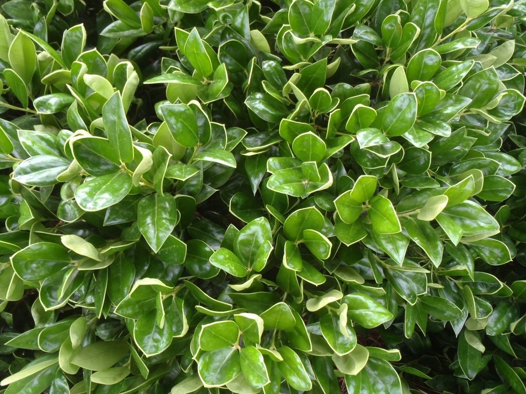 Chinese Holly Burfordii (Ilex cornuta) - Ladybird Nursery