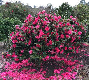 Sasanqua Camellia Slimline With Love (Camellia sasanqua) - Ladybird Nursery