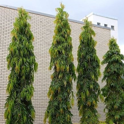Indian Mast Tree - Ladybird Nursery