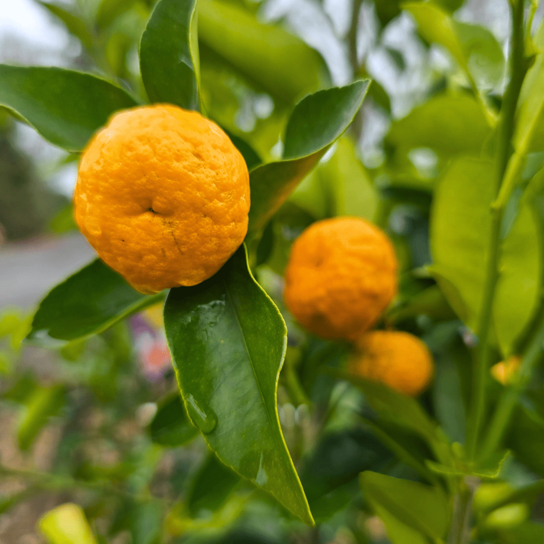 Indonesian Lime (QLD Only) - Ladybird Nursery