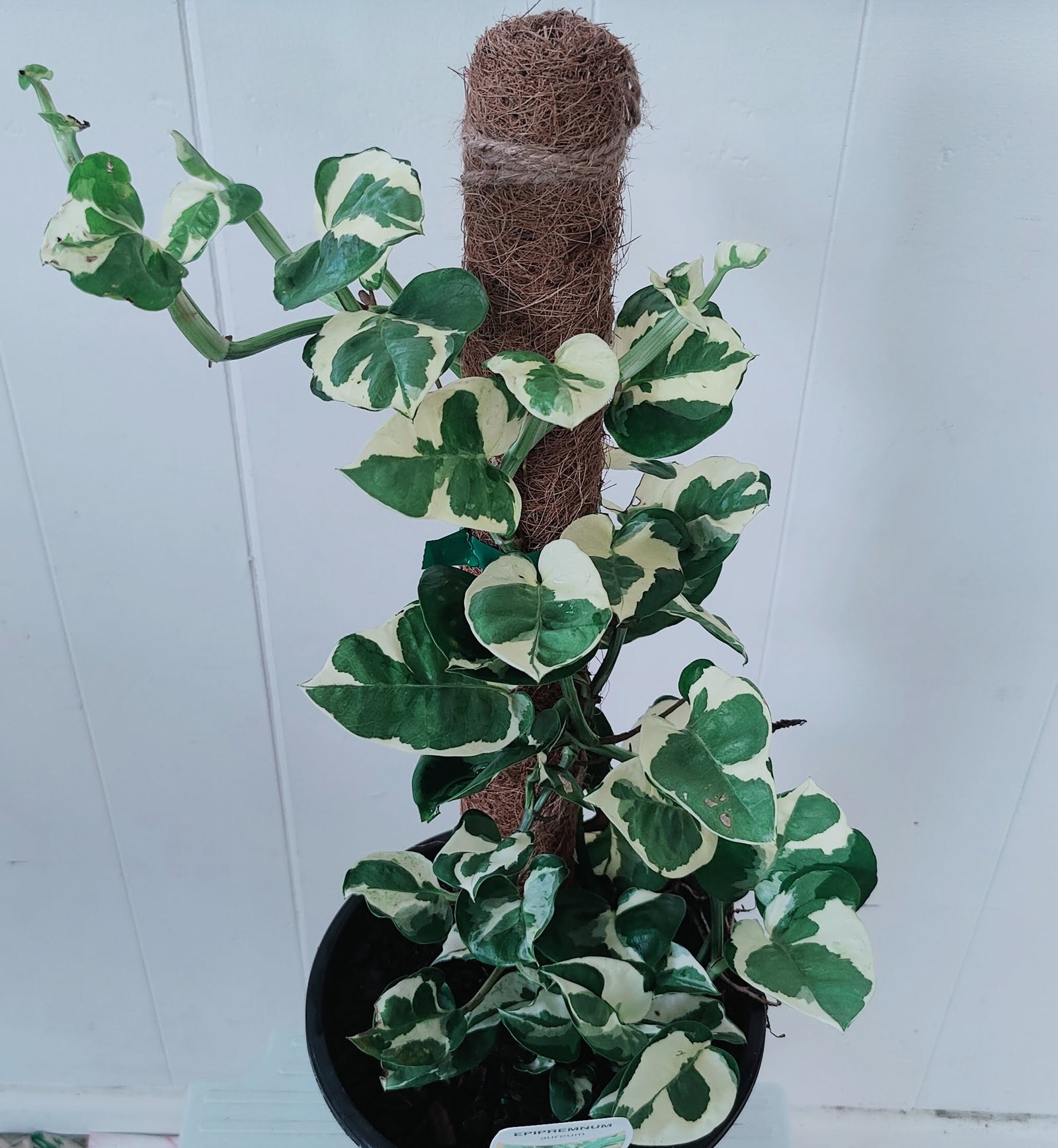 Totem Pole Pothos (variegated) - Ladybird Nursery