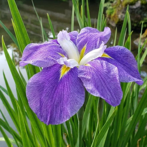 Louisiana Iris 'Mauve' - Ladybird Nursery