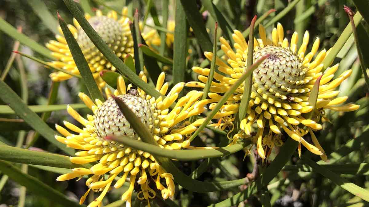 Isopogon ‘Sunshine’ - Ladybird Nursery