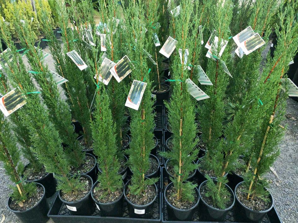 Italian Pencil Pines - Ladybird Nursery
