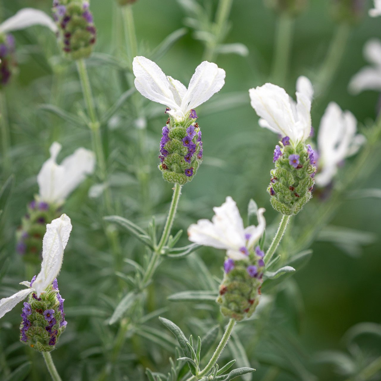Lavender 'Tuscany White' - Ladybird Nursery