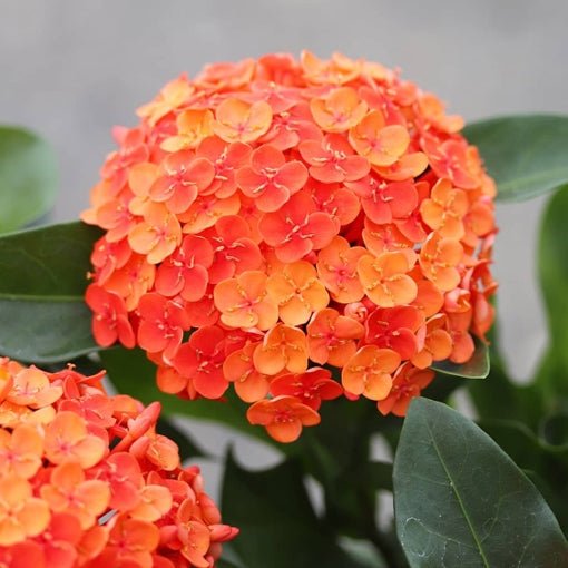 Ixora Prince of Orange (Ixora chinensis) - Ladybird Nursery