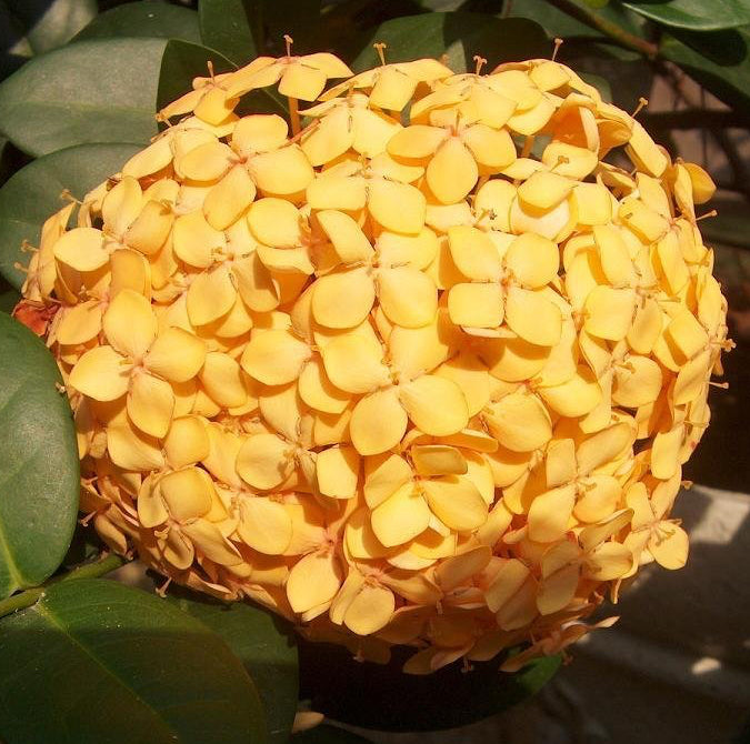 Ixora Gold Fire - Ladybird Nursery
