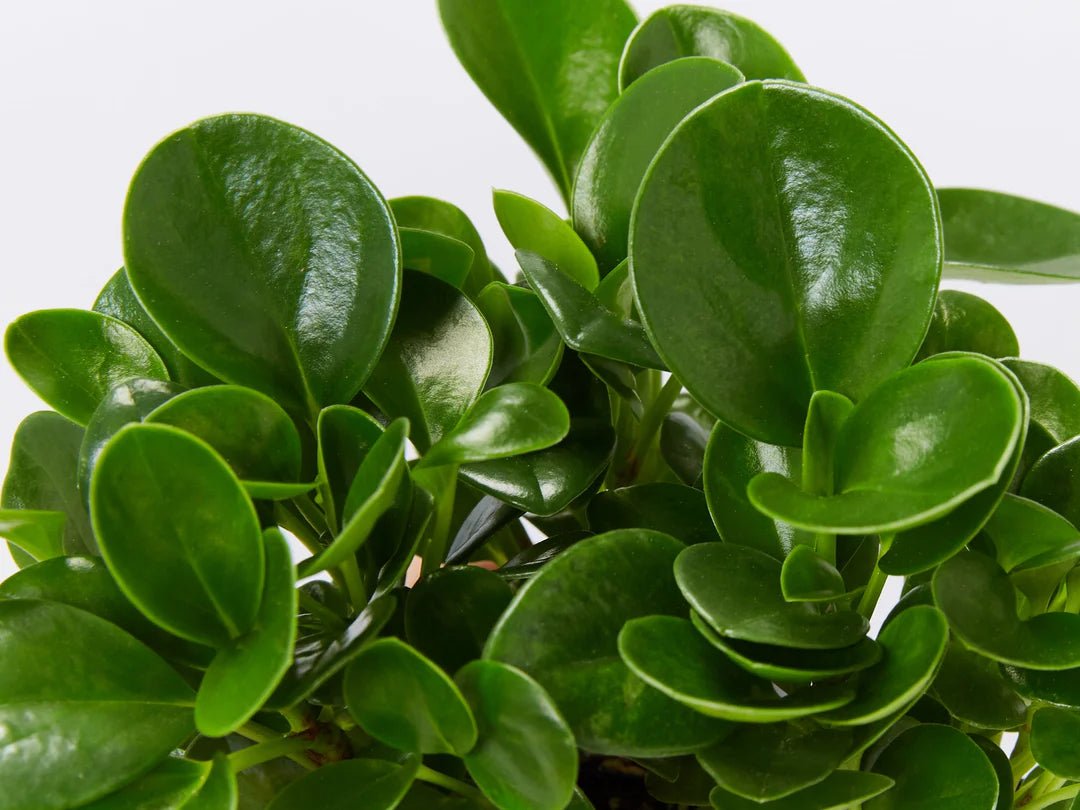 Baby Rubber Plant Green (Peperomia obtusifolia) - Ladybird Nursery