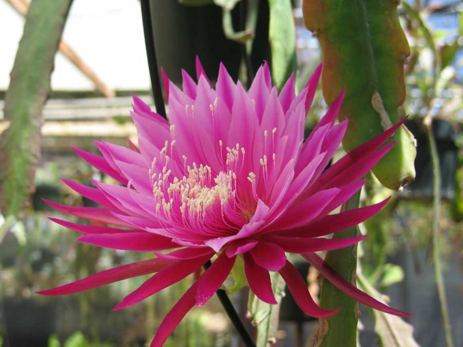 Jade Red Dragon Fruit - Ladybird Nursery