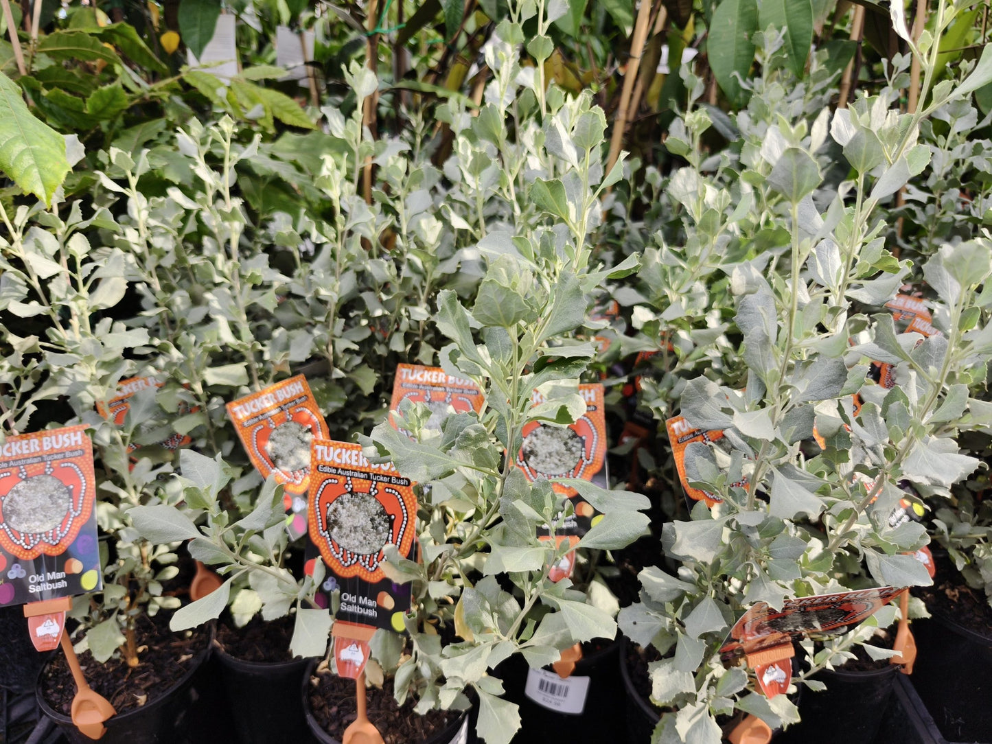 Old Man Saltbush (Atriplex nummularia)