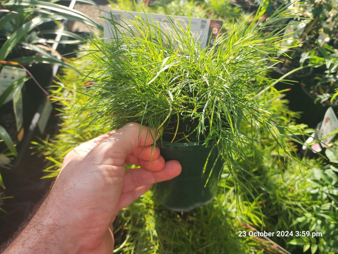 Acacia 'Limelight' (Acacia cognata) - Ladybird Nursery