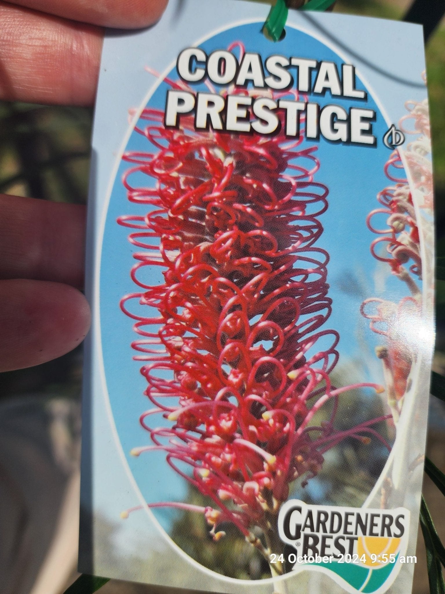 Grevillea Coastal Prestige - Ladybird Nursery