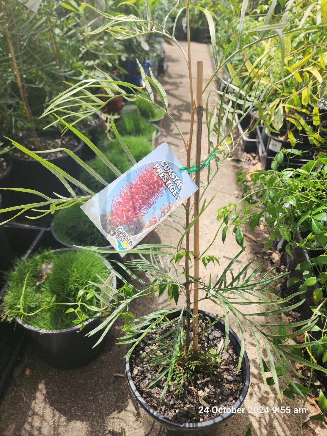 Grevillea Coastal Prestige - Ladybird Nursery