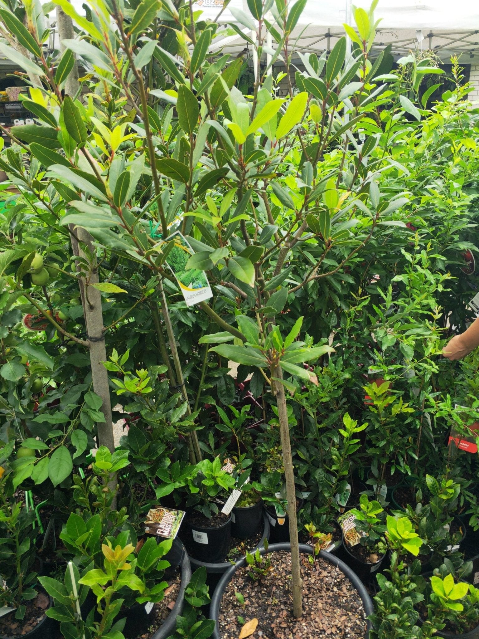 Bay Leaf Tree (Pick up only) - Ladybird Nursery