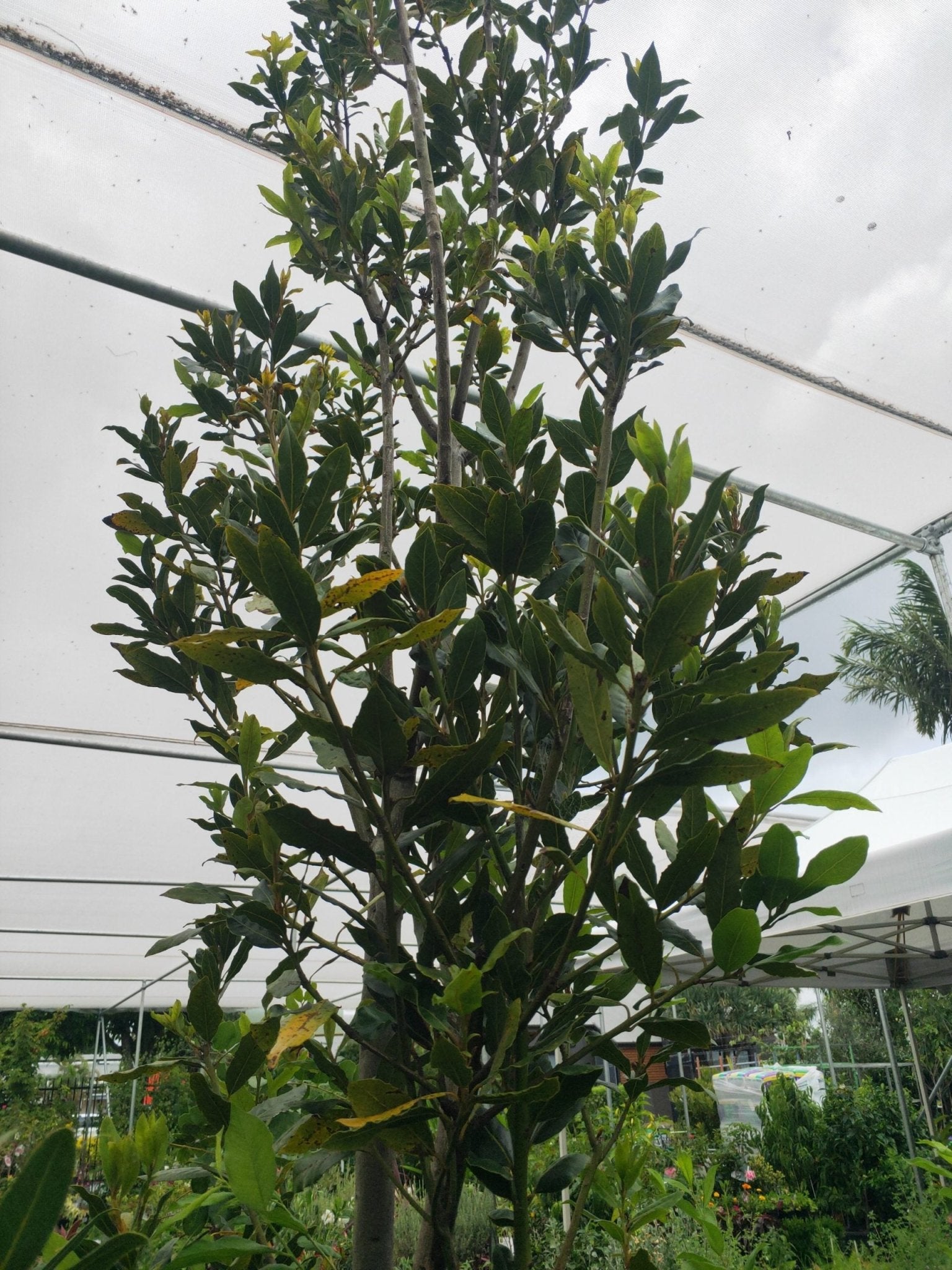 Bay Leaf Tree - Advanced 500mm Pot (PICK UP ONLY) - Ladybird Nursery
