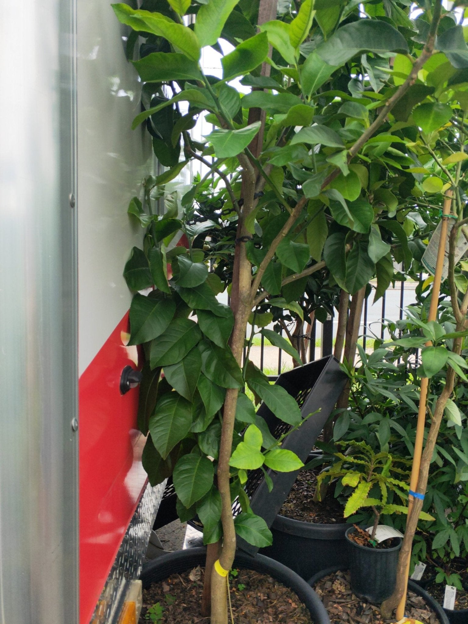 Grapefruit Tree 2meters high PICK UP ONLY - Ladybird Nursery