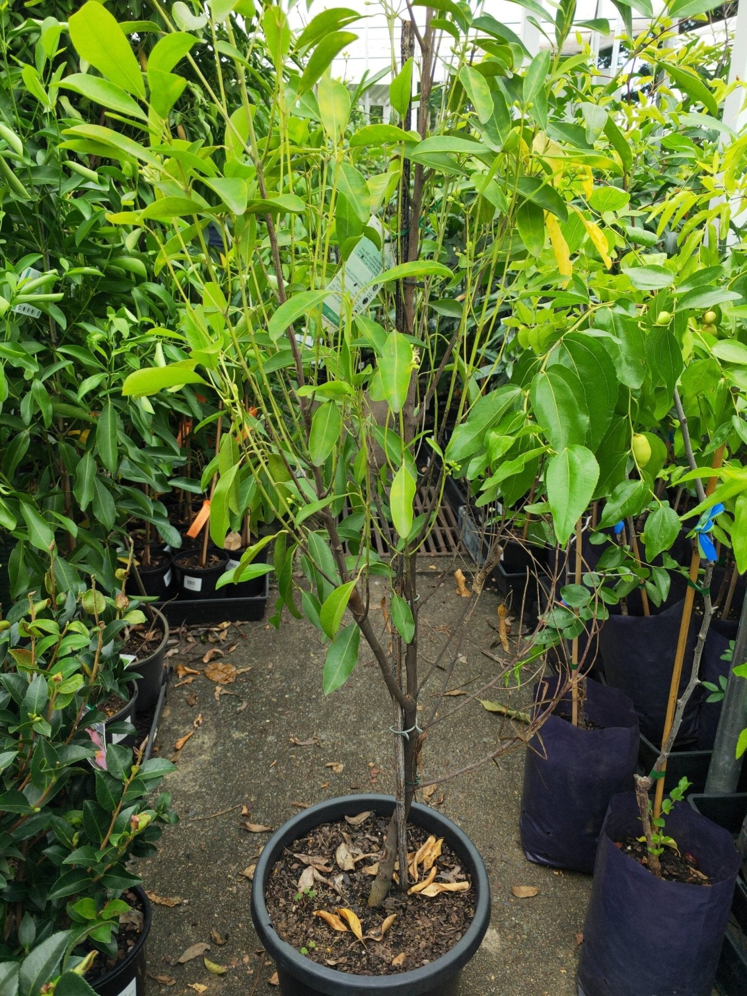 Fraser Island Apple - Advanced 300mm Pot, Pickup only - Ladybird Nursery