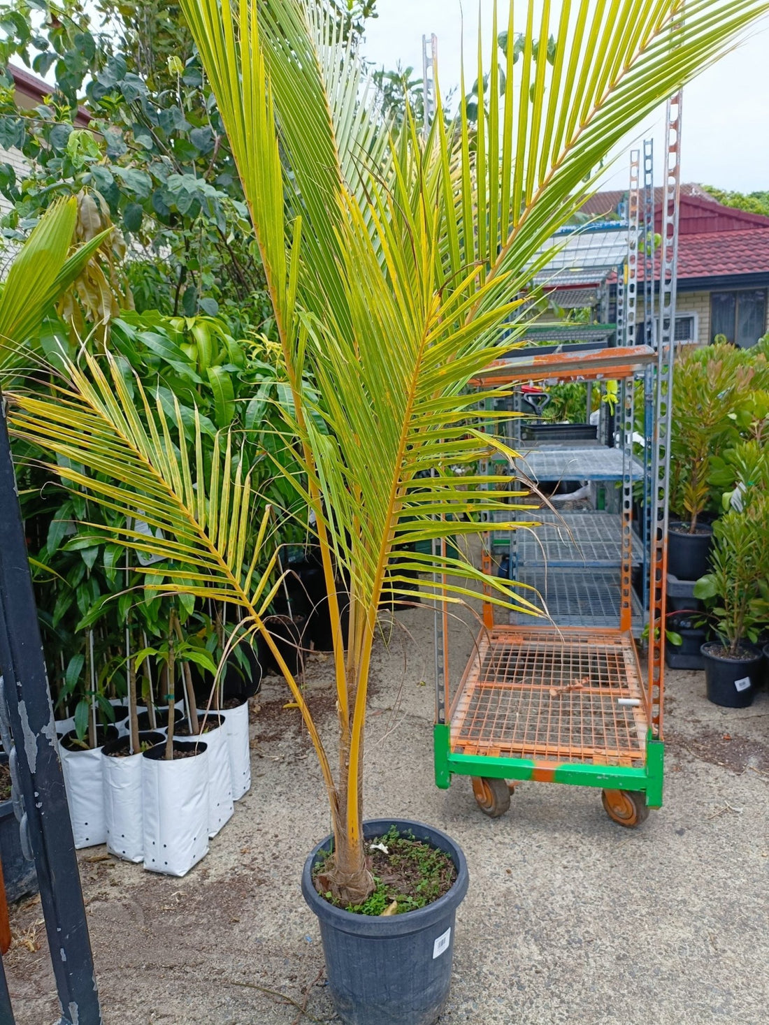 Malay Dwarf Coconut 400mm Pot (PICKUP ONLY) - Ladybird Nursery