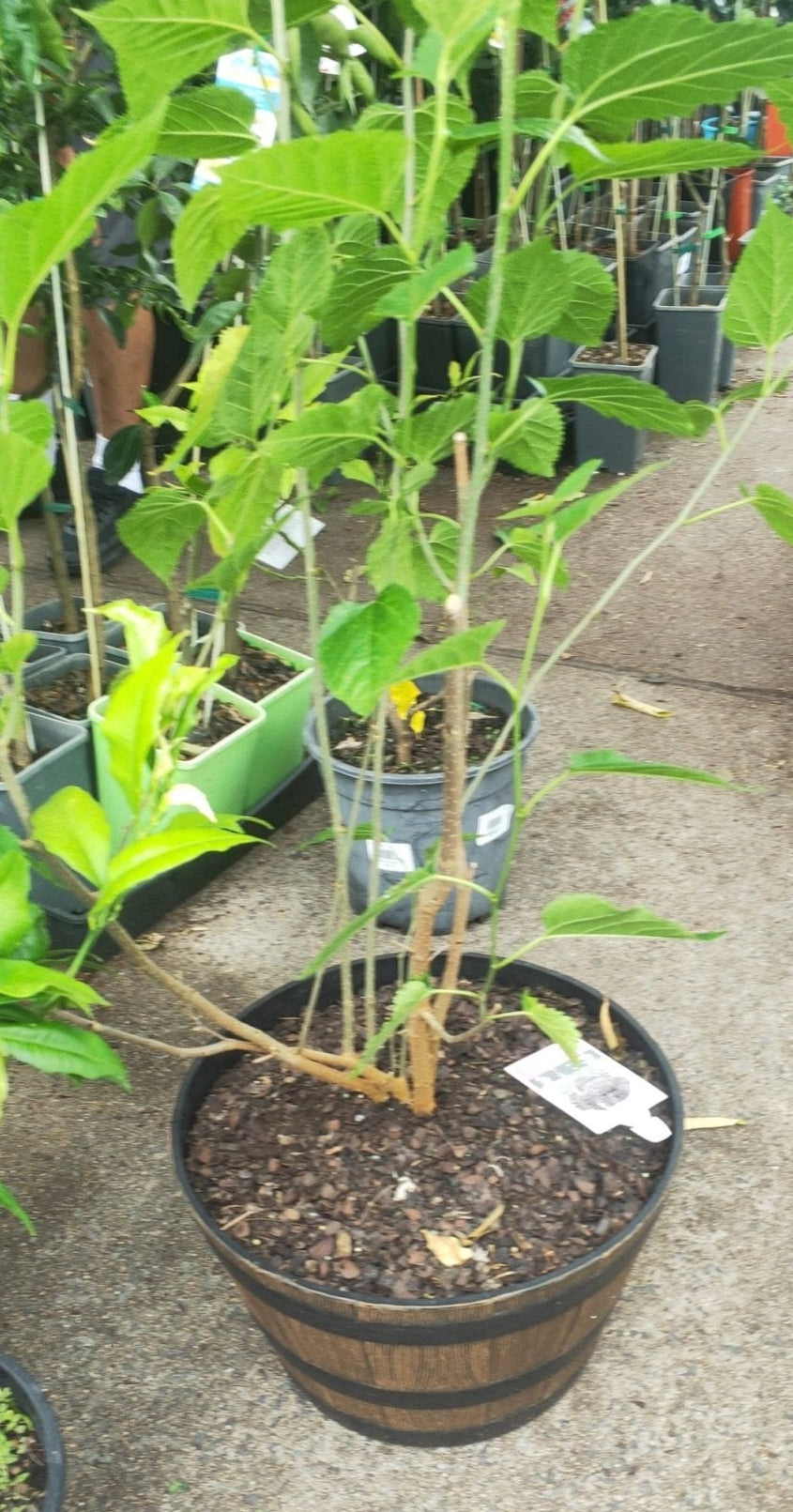 Dwarf Mulberry in a wine barrel PICK UP ONLY - Ladybird Nursery