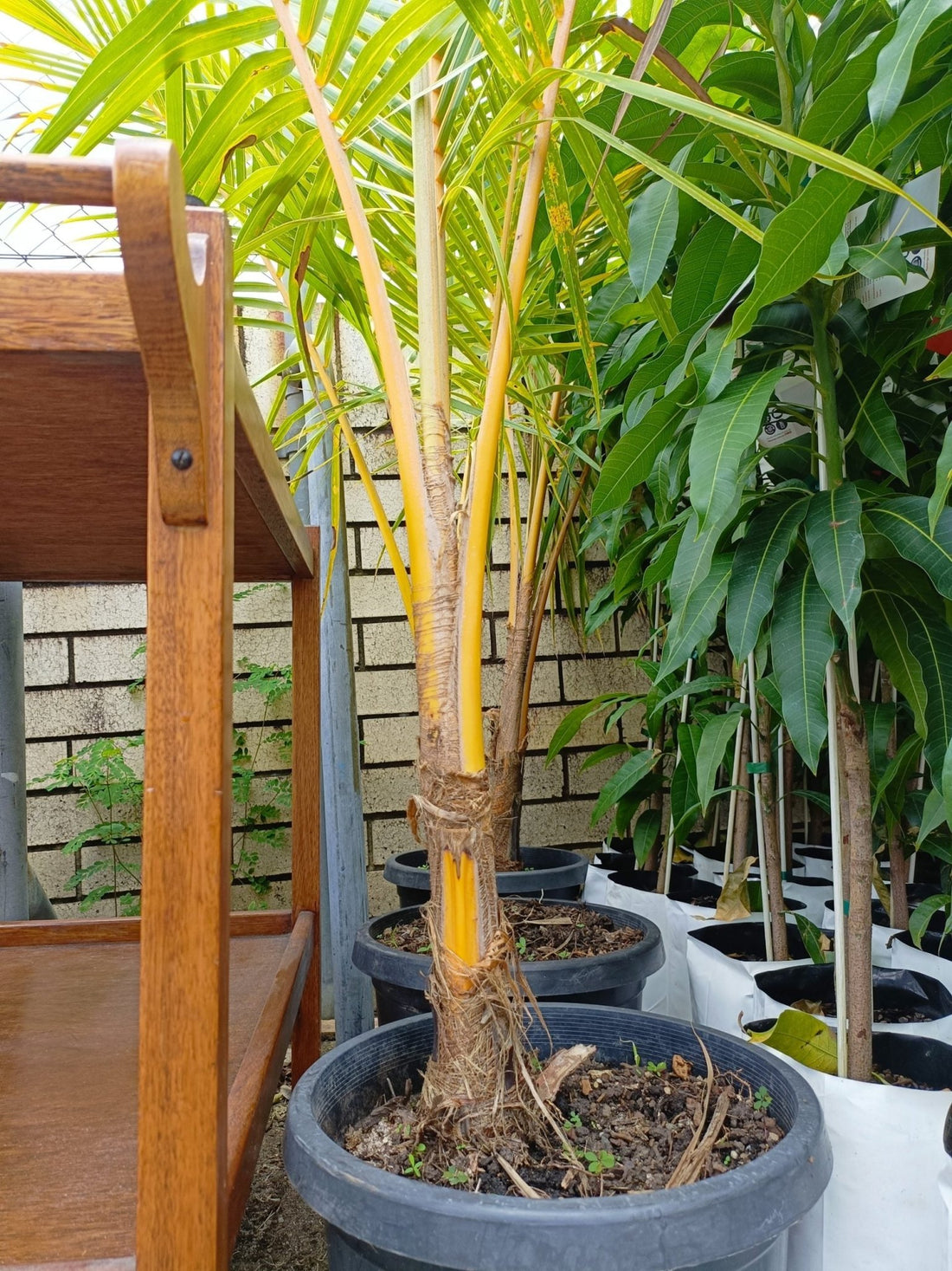 Malay Dwarf Gold Coconut Large Size (PICKUP ONLY) 300mm - Ladybird Nursery