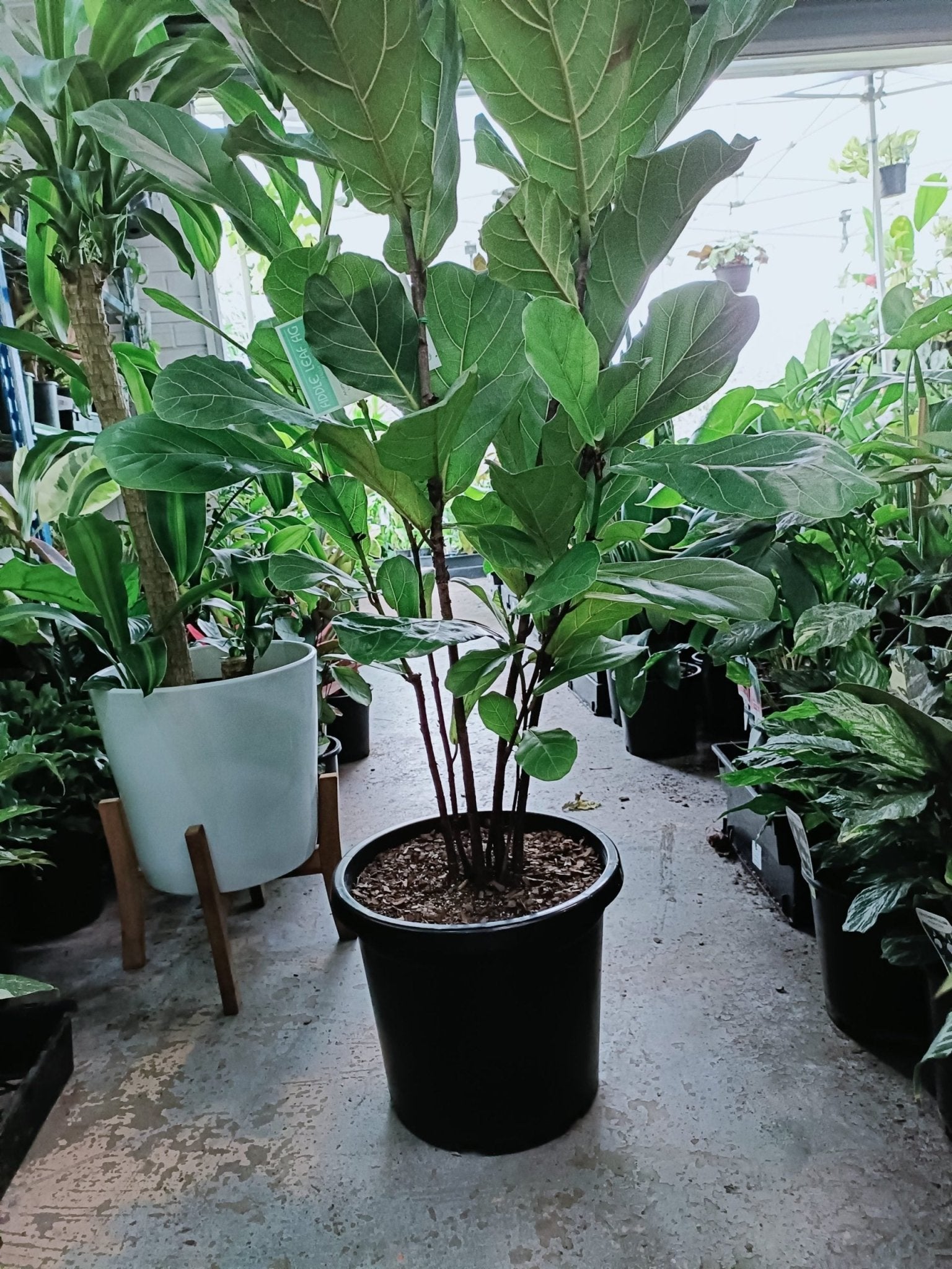 Fiddle Leaf Fig 300mm (PICKUP ONLY) - Ladybird Nursery