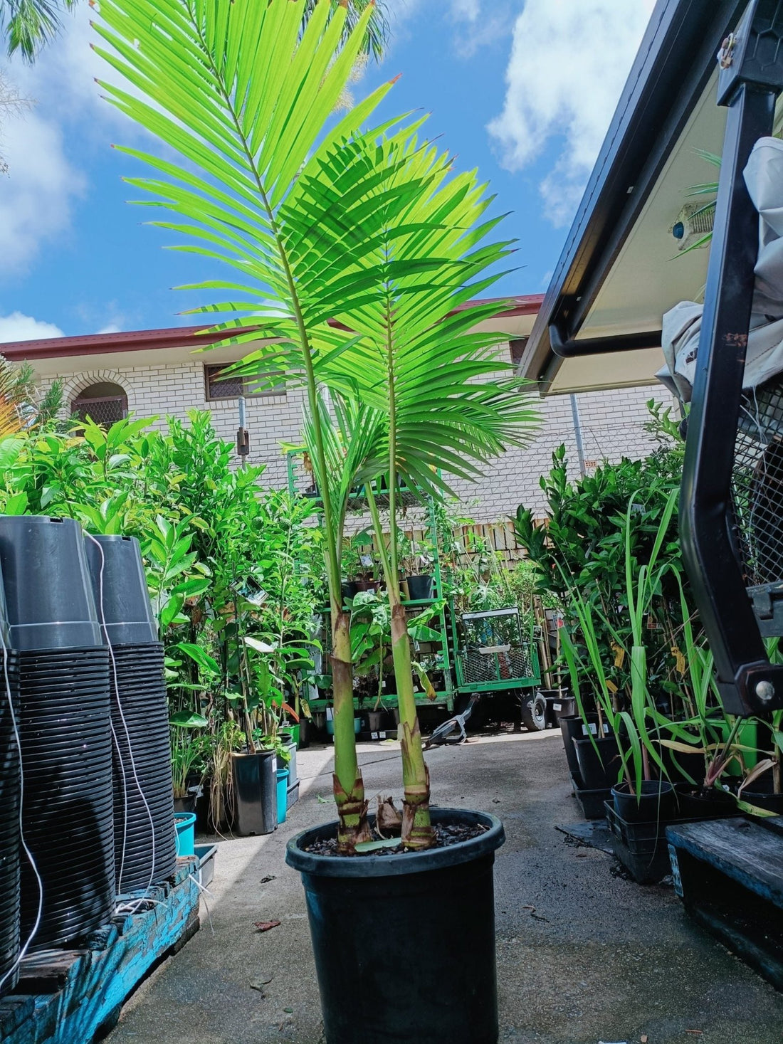 Alexander Palm (Archontophoenix alexandrae) 300mm Pot (PICKUP ONLY) - Ladybird Nursery