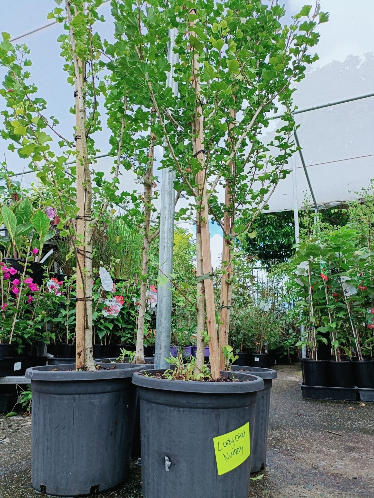 Ginkgo Spire 300mm PICK UP ONLY - Ladybird Nursery