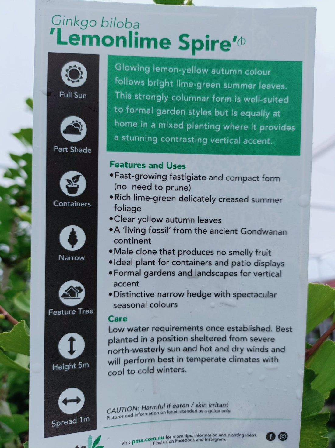 Ginkgo Spire 300mm PICK UP ONLY - Ladybird Nursery