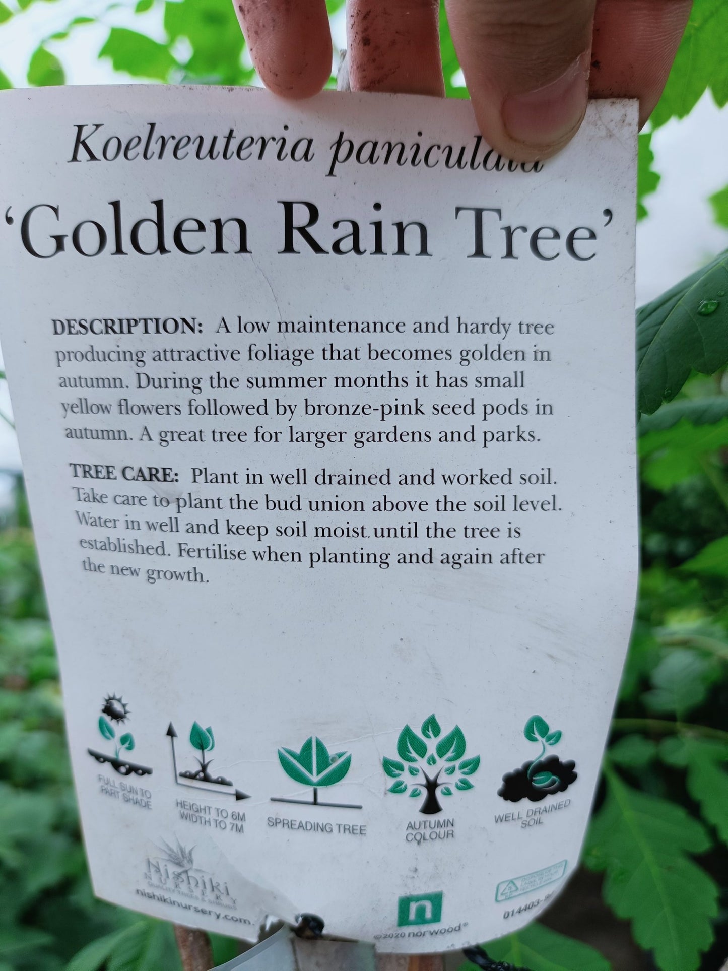 Golden Rain Tree 300mm (PICK UP ONLY)