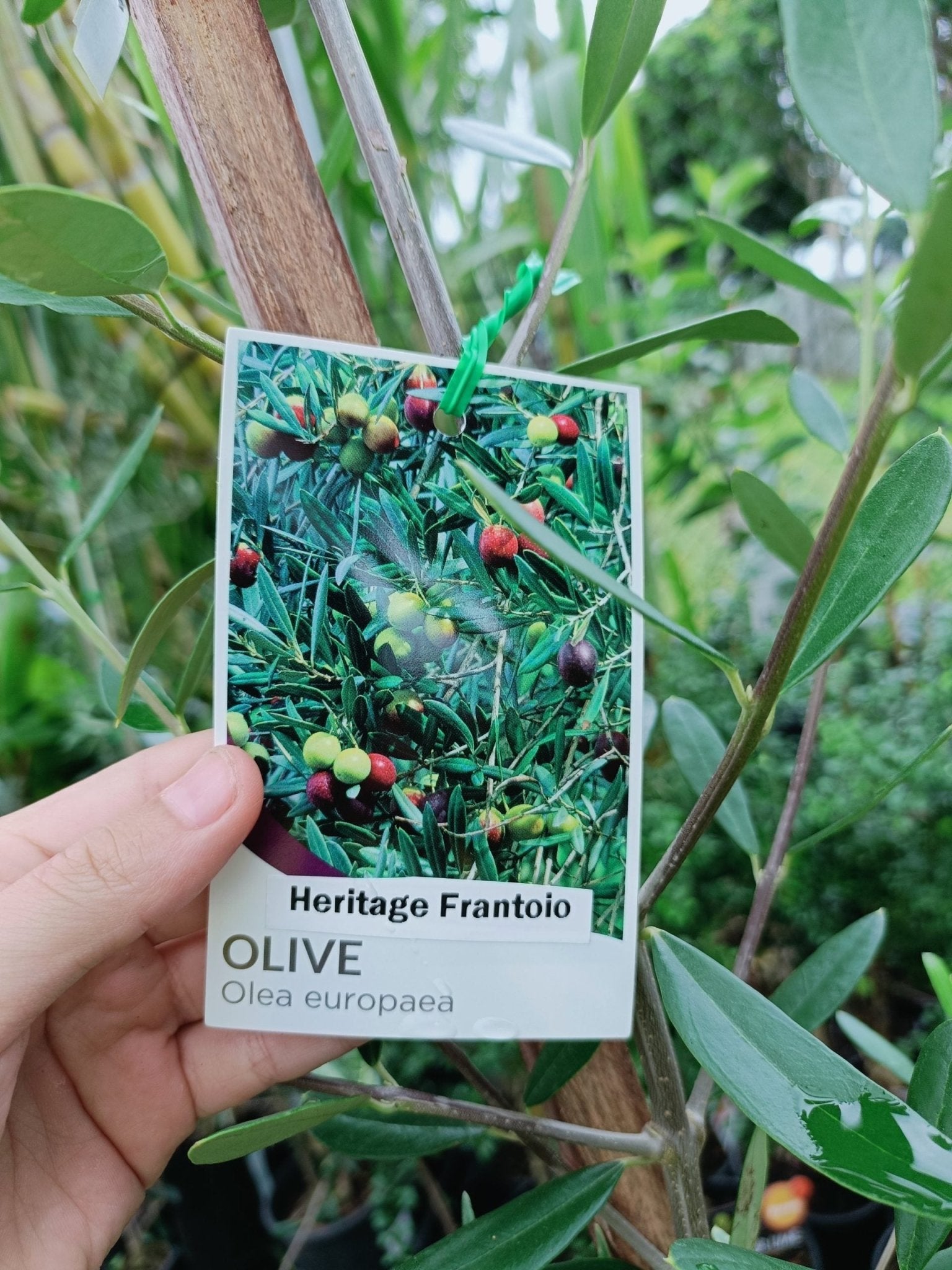 Olive 'Heritage Frantoio' 200mm (PICKUP ONLY) - Ladybird Nursery