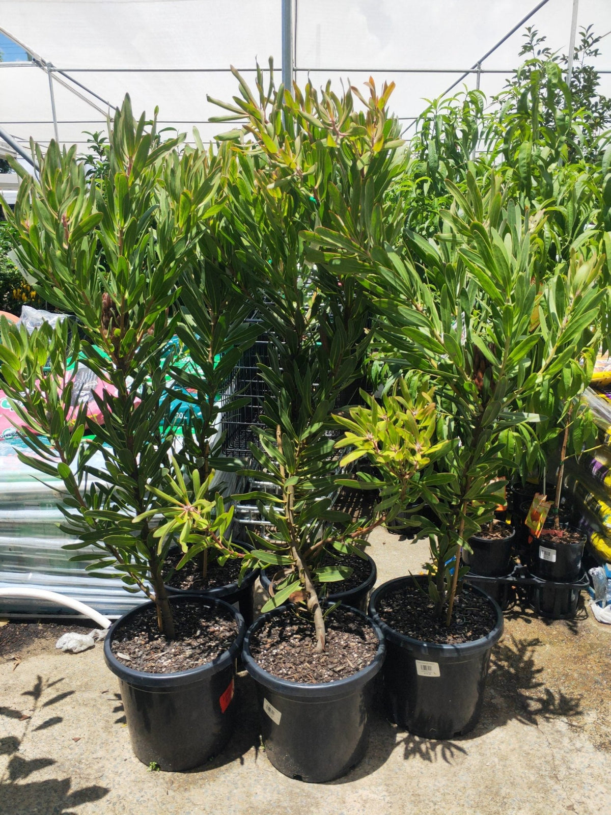 Protea Pink Ice PICK UP ONLY - Ladybird Nursery