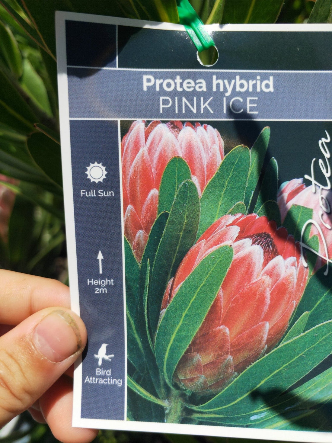 Protea Pink Ice PICK UP ONLY - Ladybird Nursery