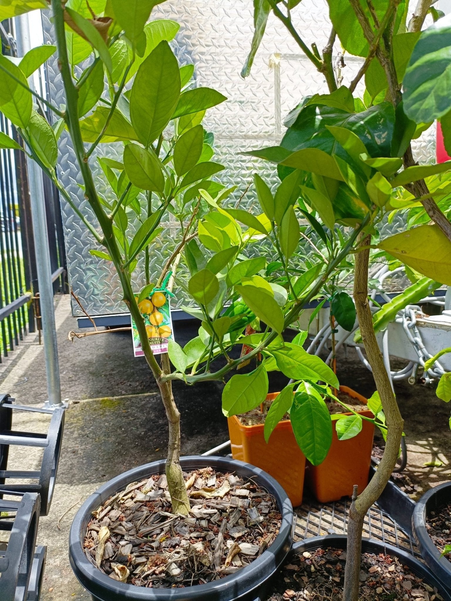 Nules Mandarin 300mm pot PICK UP ONLY - Ladybird Nursery