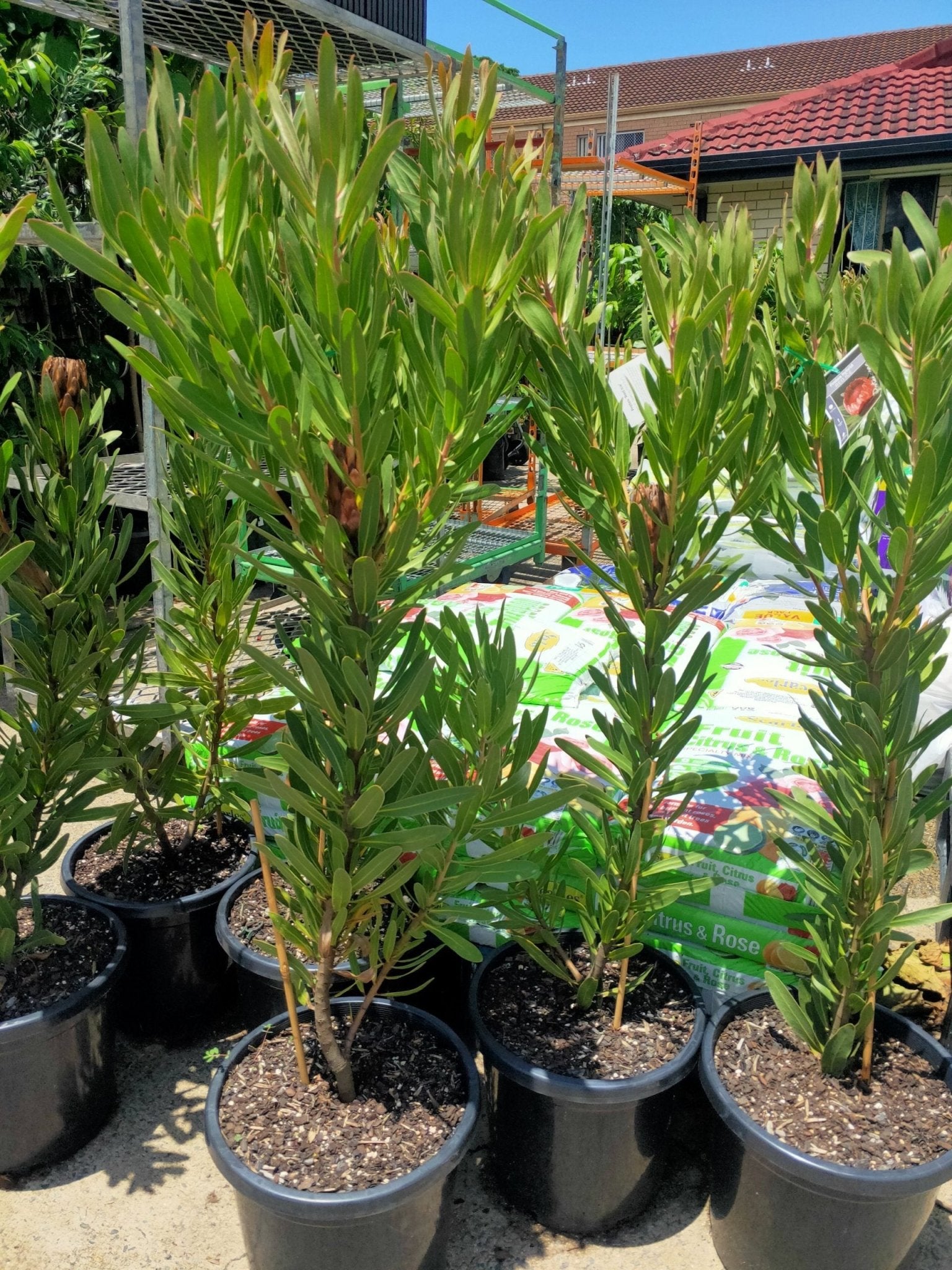 Protea Red Ice large size PICK UP ONLY - Ladybird Nursery