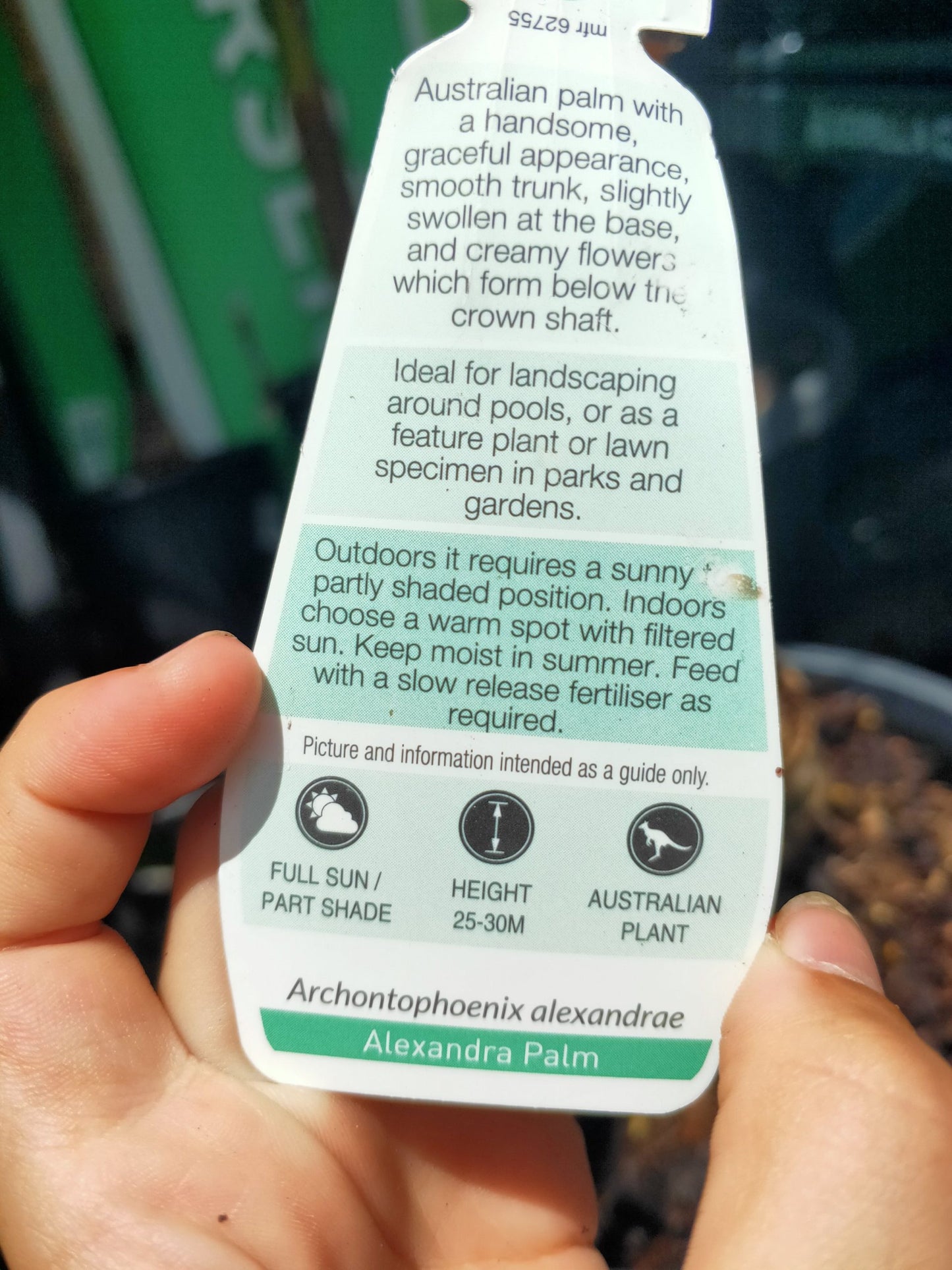 Archonphoenix(alexandra palm) PICK UP ONLY