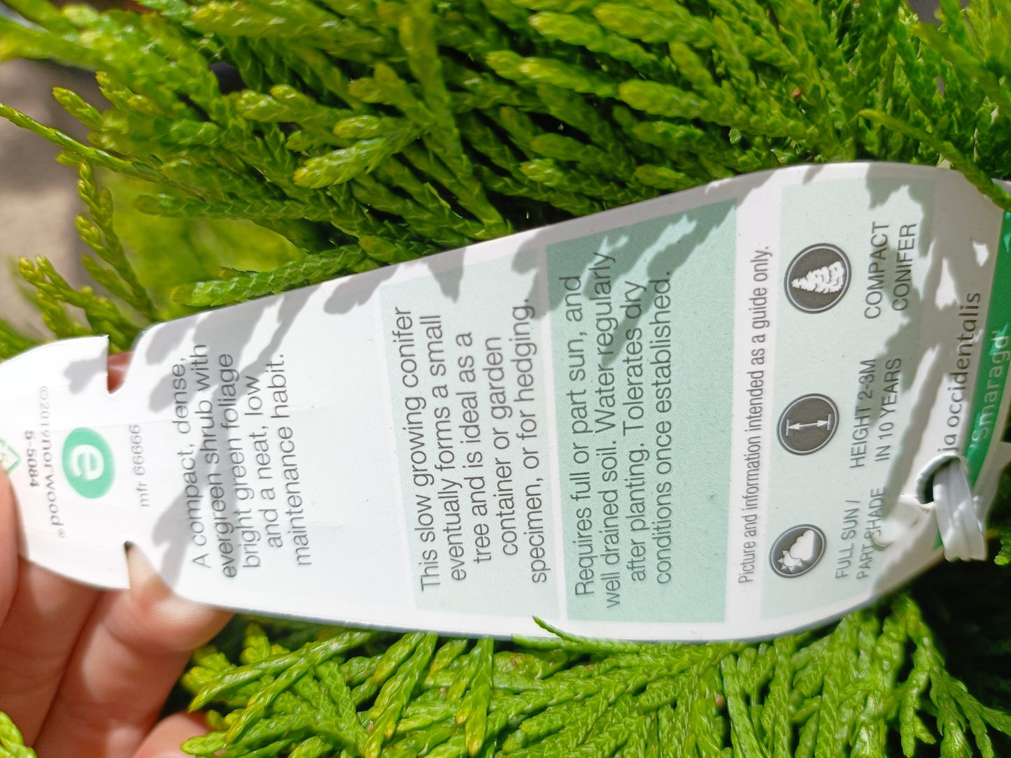 Thuja Smaragd 300mm (PICK UP ONLY)