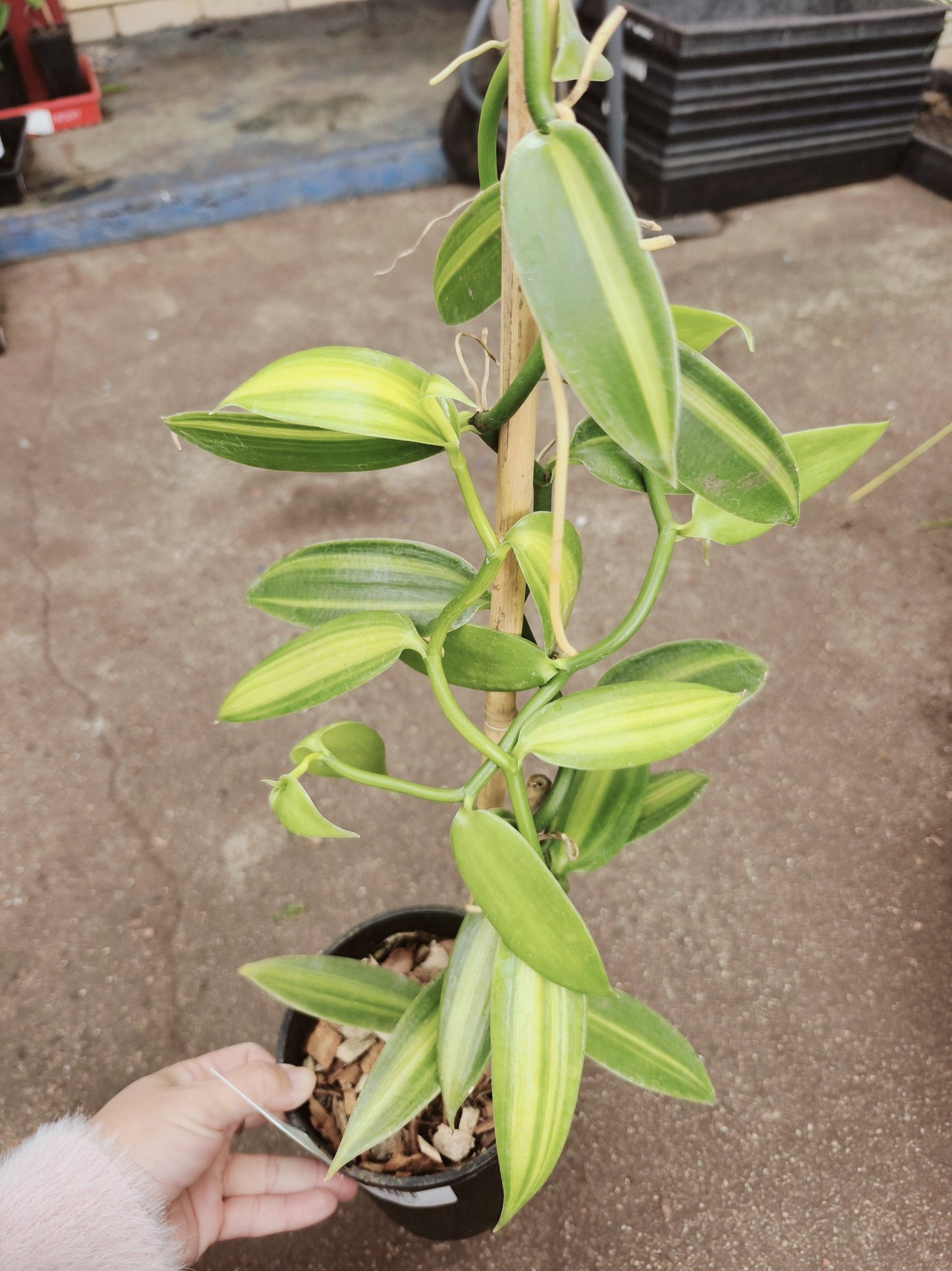 Variegated Vanilla Bean Vine