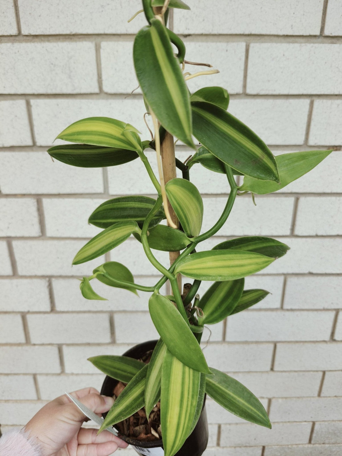 Variegated Vanilla Bean Vine - Ladybird Nursery