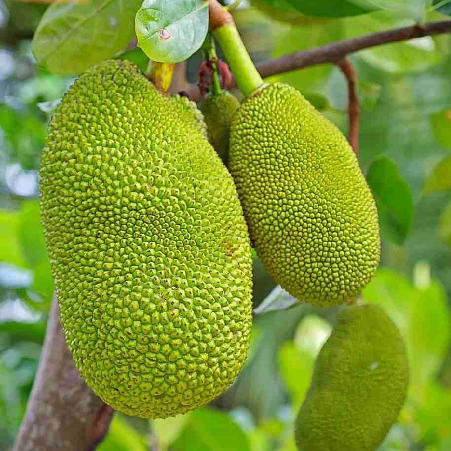 Jackfruit Crunchy Seedling - Ladybird Nursery