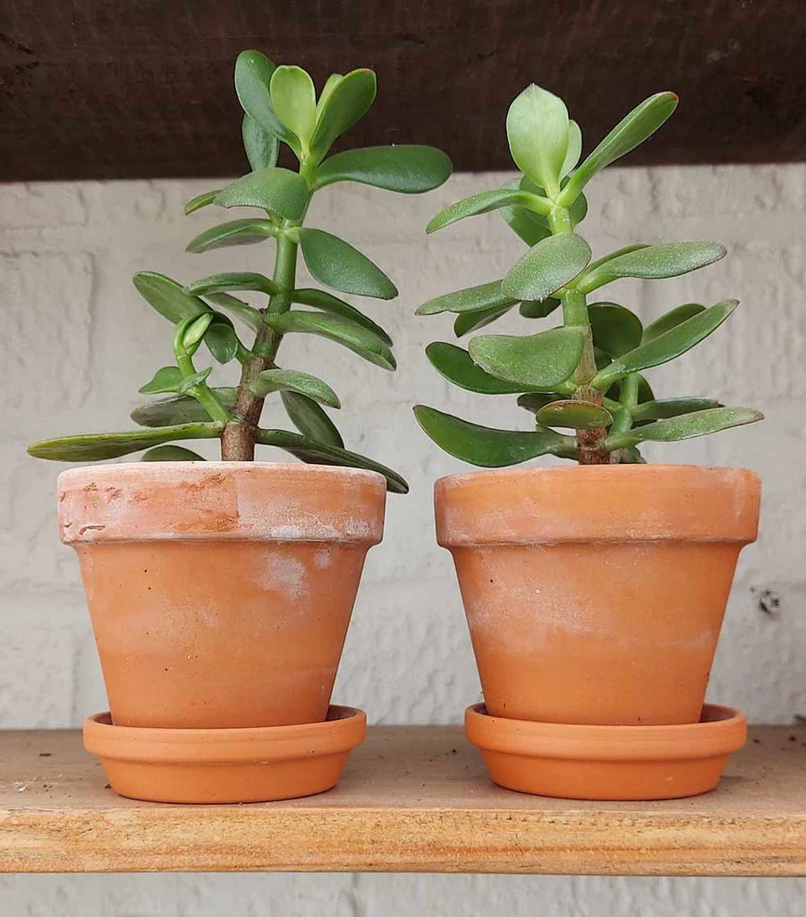 Jade Plant Compacta (Crassula ovata) - Ladybird Nursery