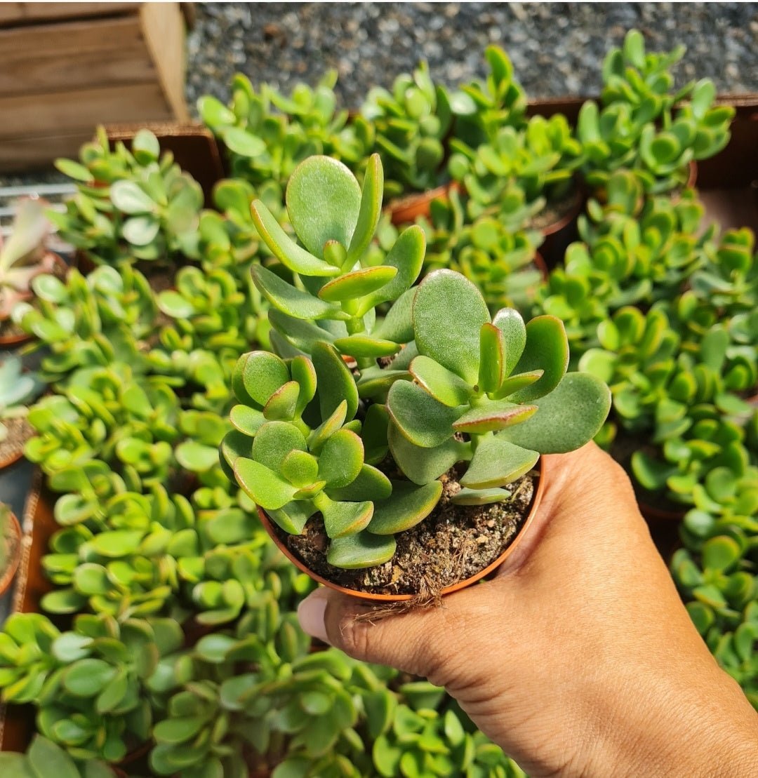 Jade Plant Compacta (Crassula ovata) - Ladybird Nursery