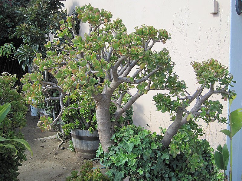 Jade Plant (Crassula ovata) - Ladybird Nursery