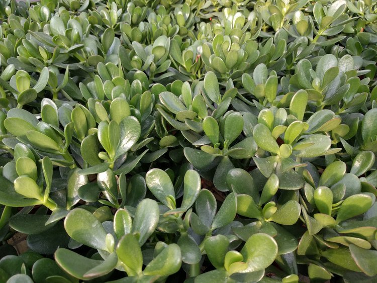 Jade Plant Minima (Crassula ovata) - Ladybird Nursery