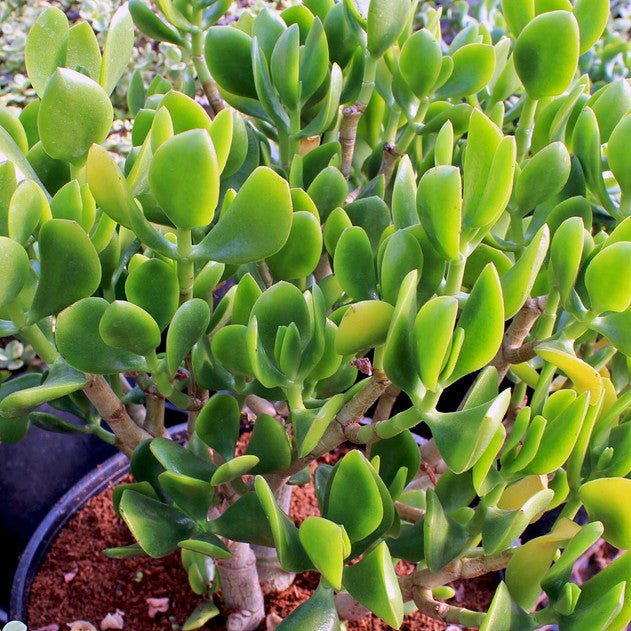 Jade Plant Obliqua (Crassula ovata) - Ladybird Nursery