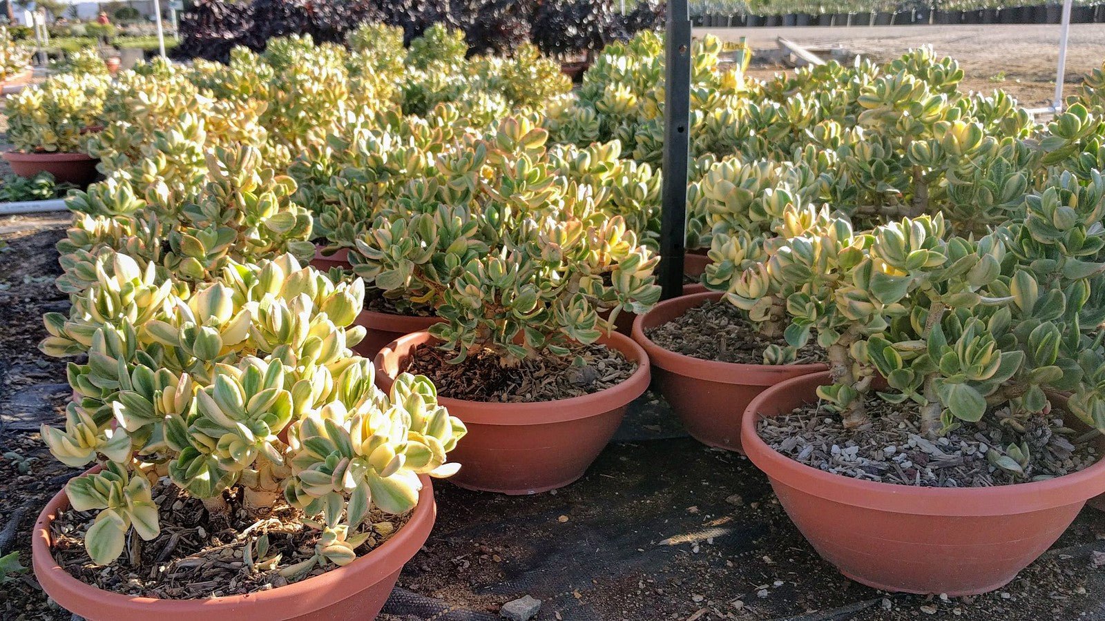 Jade Plant Tricolour (Crassula ovata) - Ladybird Nursery